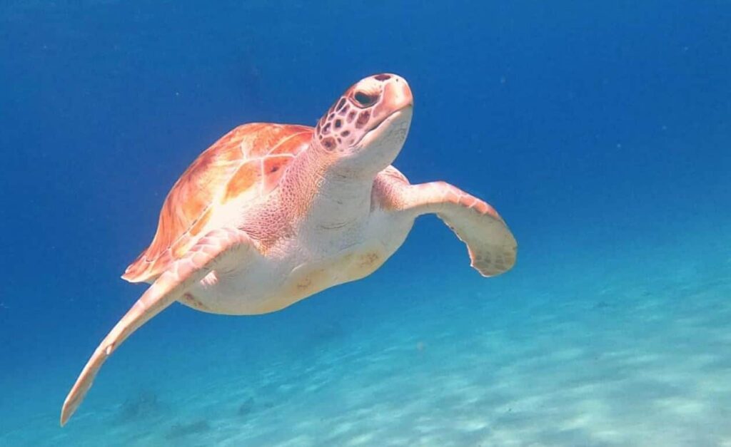 curacao snorkelen schildpad onderwater